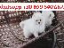 PoulaTo: pom puppies for adoption